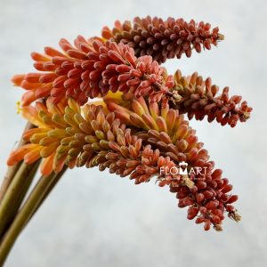 Kniphofia Alcazar