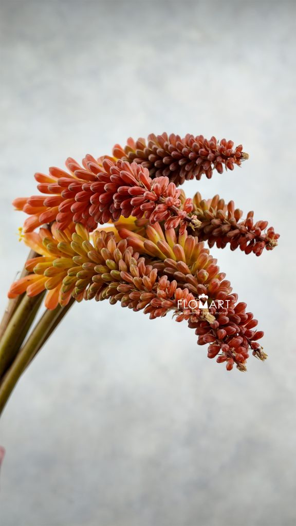 Kniphofia Alcazar