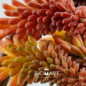 Kniphofia Alcazar - Image 2