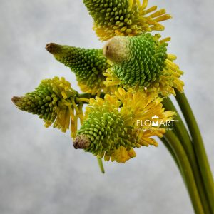 Kniphofia Magical Happy Halloween
