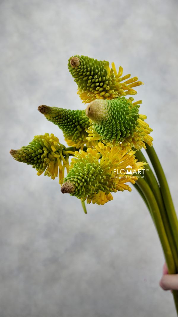 Kniphofia Magical Happy Halloween