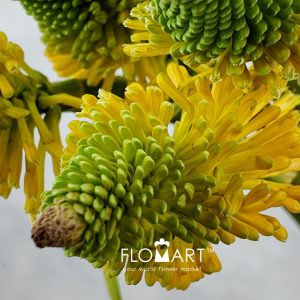 Kniphofia Magical Happy Halloween - Image 2