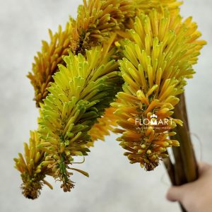 Kniphofia Sunningdale Yellow