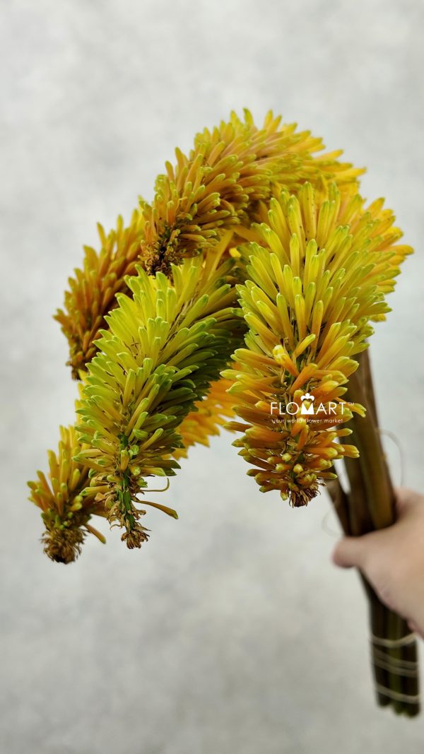 Kniphofia Sunningdale Yellow