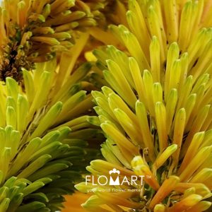 Kniphofia Sunningdale Yellow - Image 2