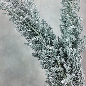 Kochia