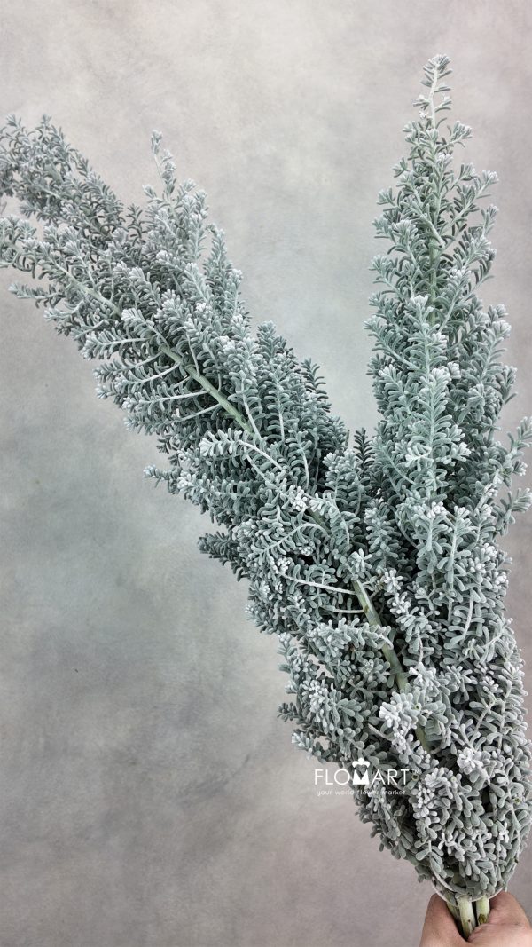 Kochia