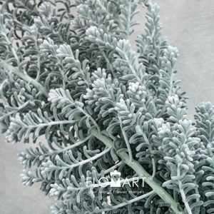 Kochia - Image 2