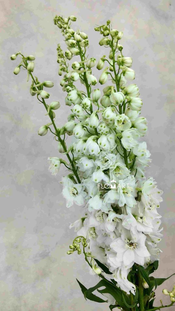 Delphinium el du Dewi Impressive White