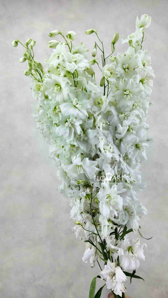 Delphinium el du Dewi Impressive
