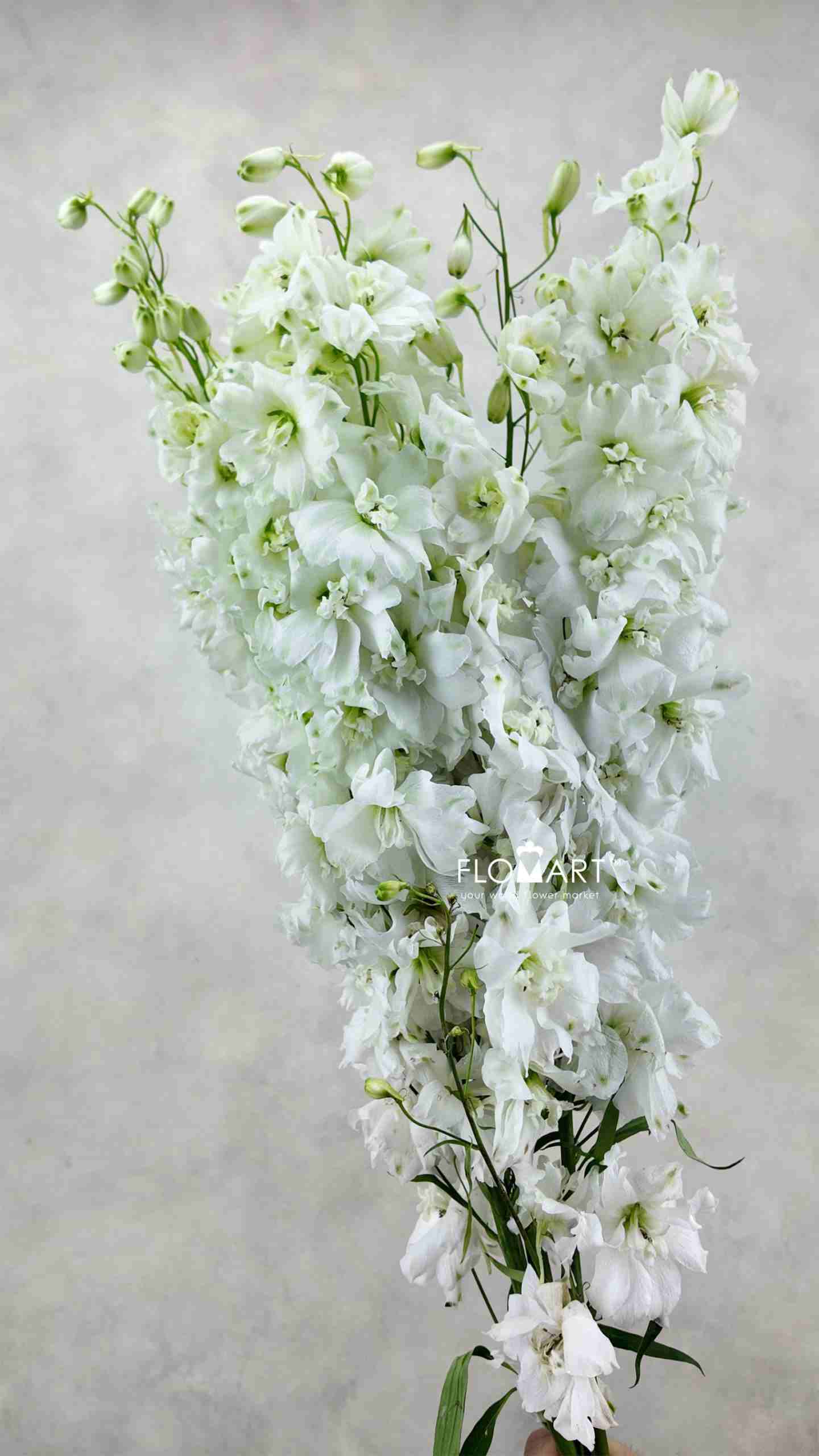 Delphinium el du Dewi Impressive - Image 1