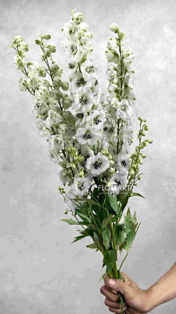 Delphinium el du Dewi Rocket