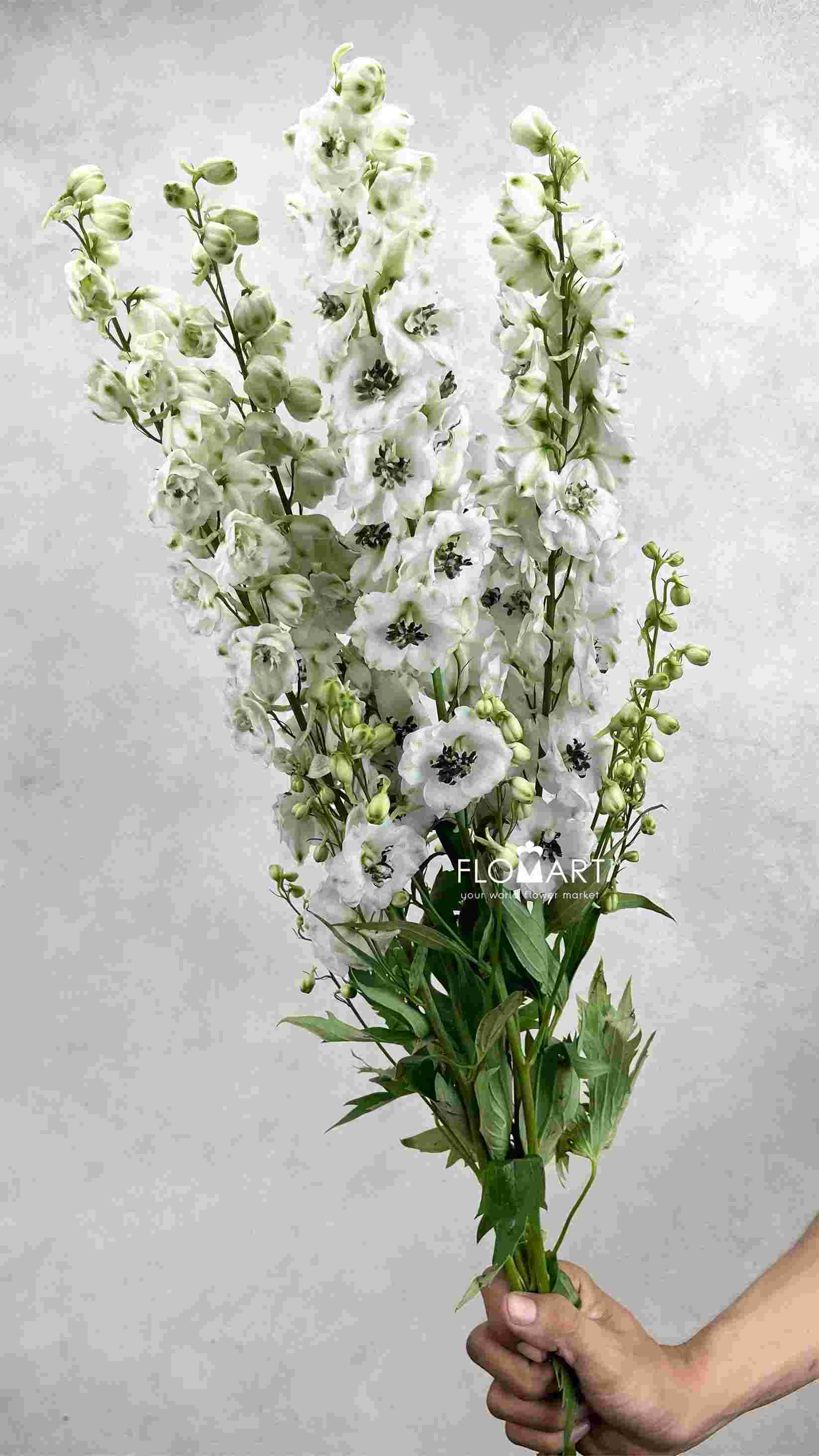 Delphinium el du Dewi Rocket - Image 1