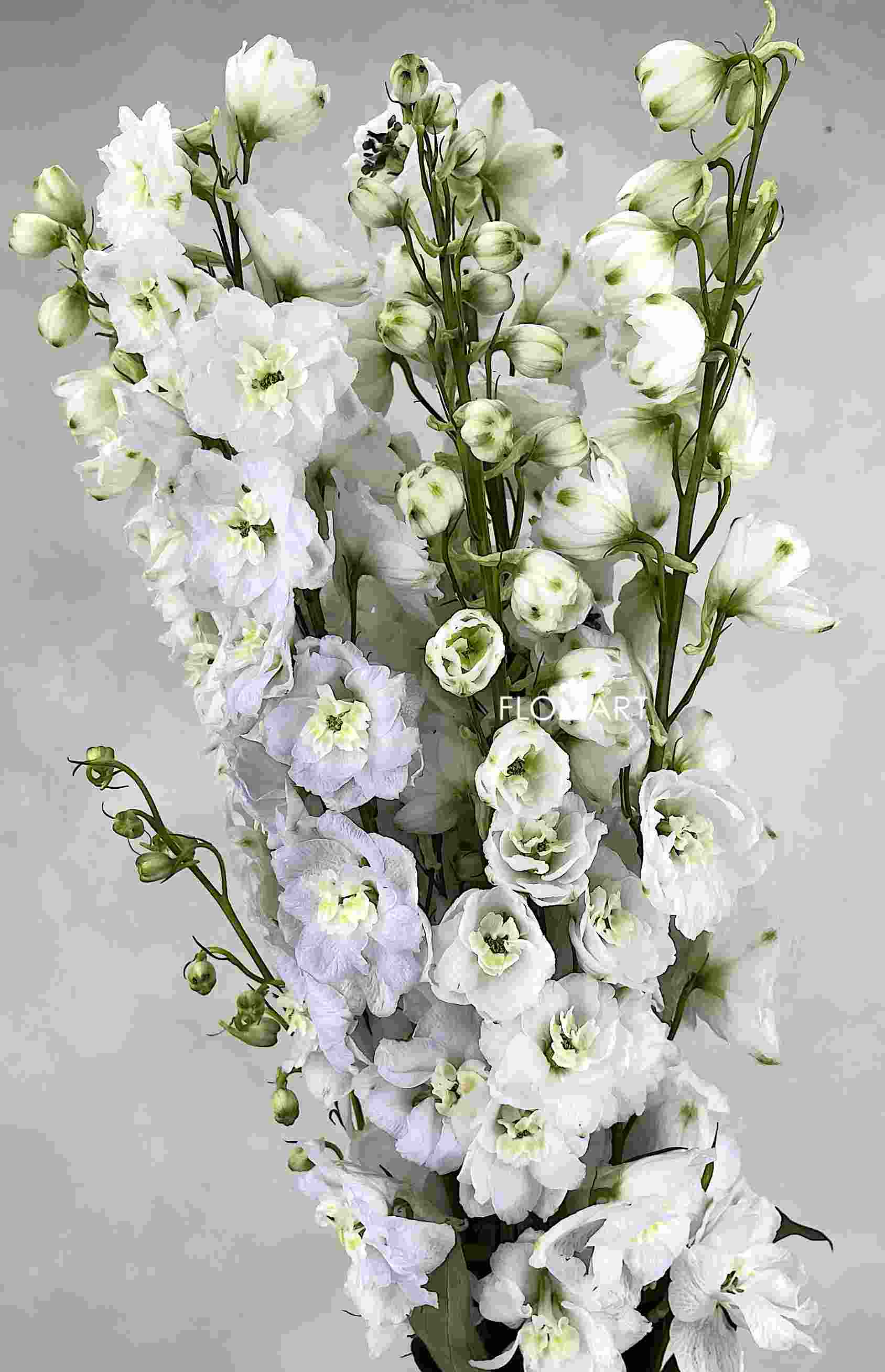 Delphinium el du Dewi Siberia - Image 1