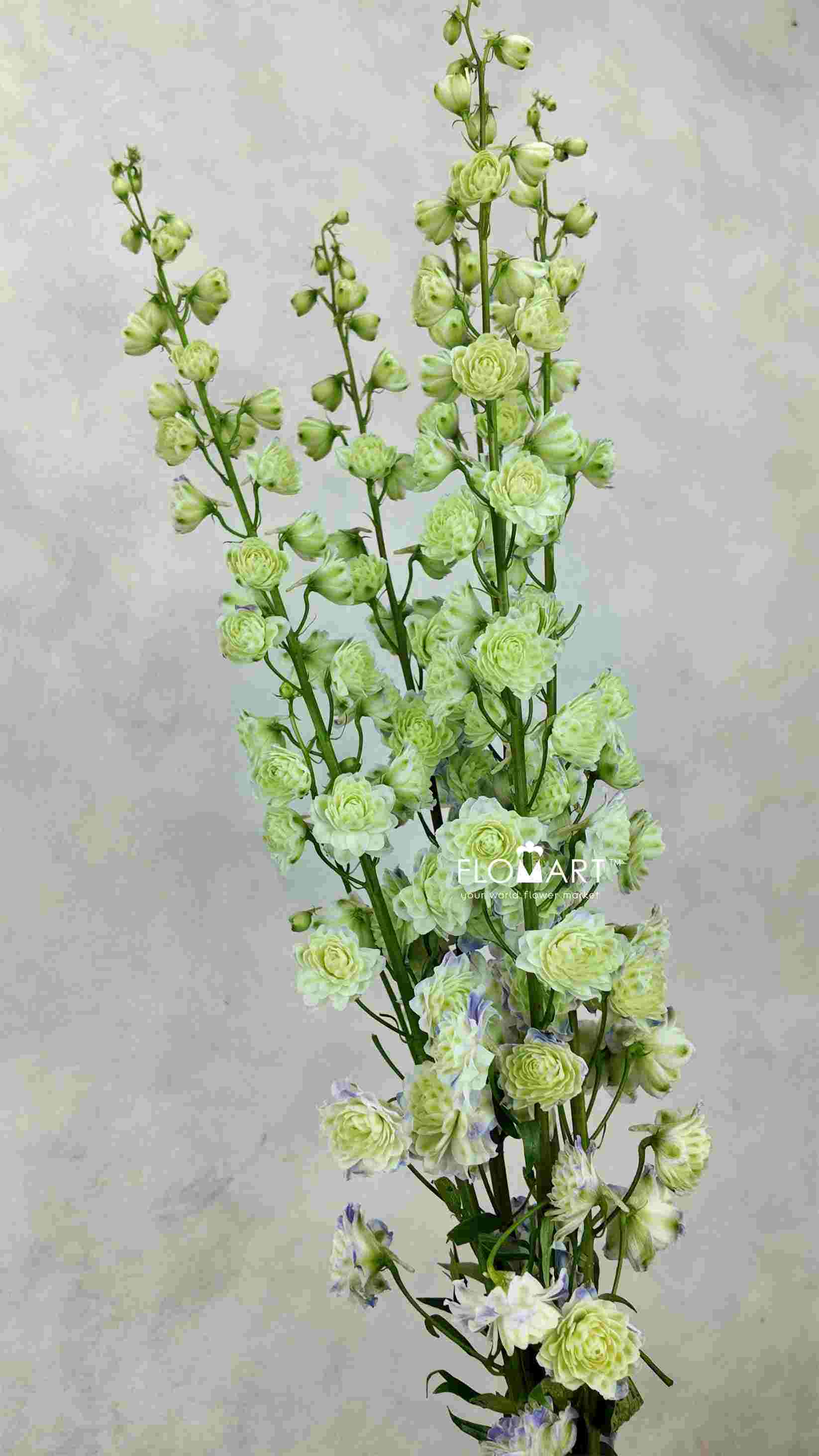 Delphinium el du Kermit - Image 1