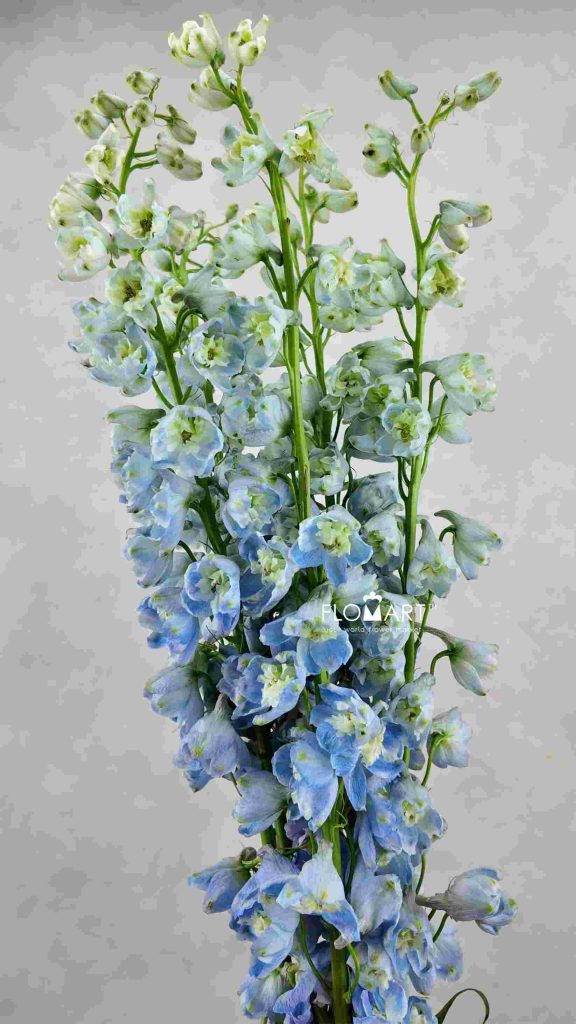 Delphinium el Guardian Lavender