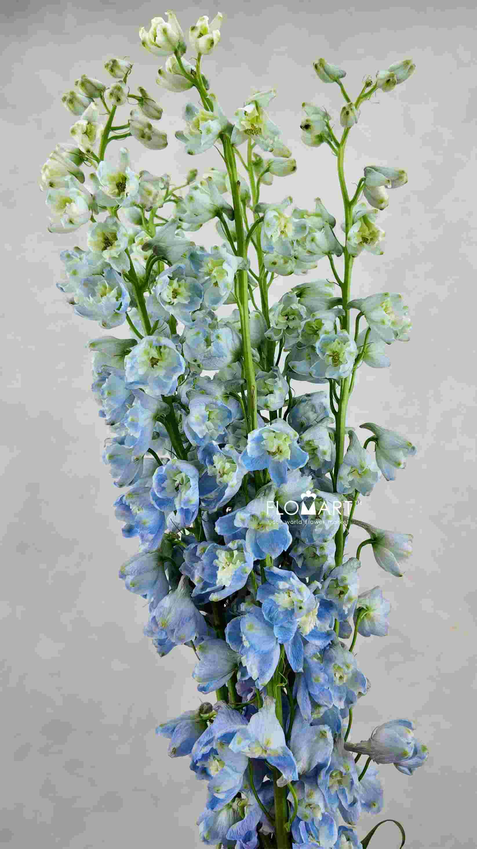 Delphinium el Guardian Lavender - Image 1