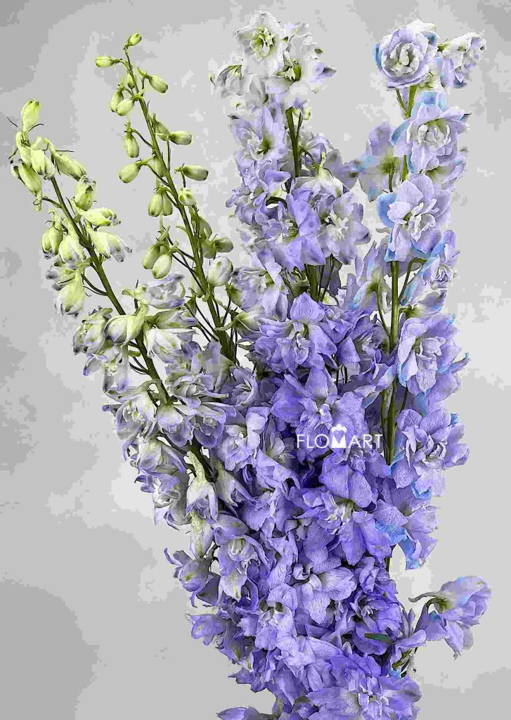 Delphinium el Magic Fountains Lavender