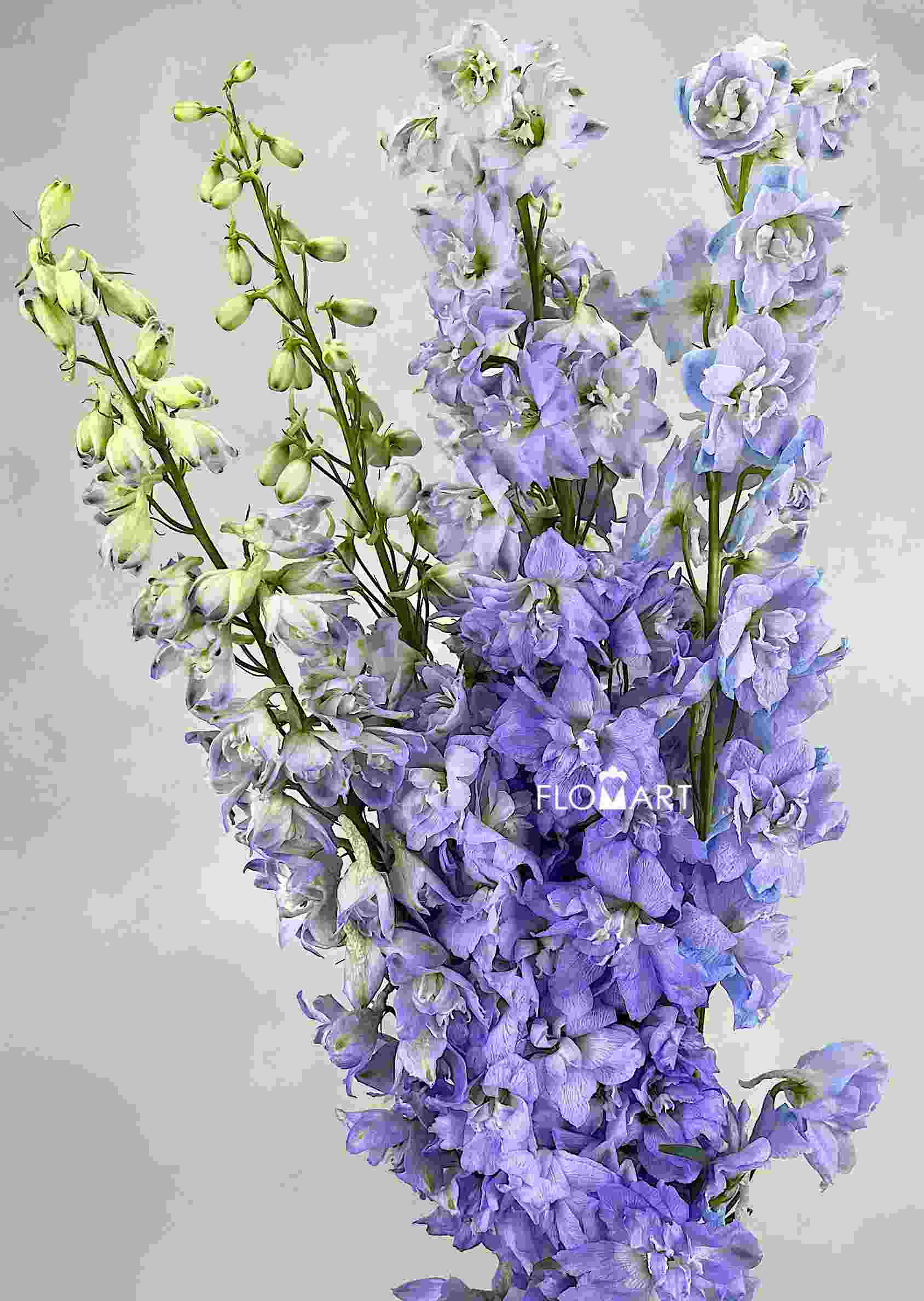 Delphinium el Magic Fountains Lavender - Image 1