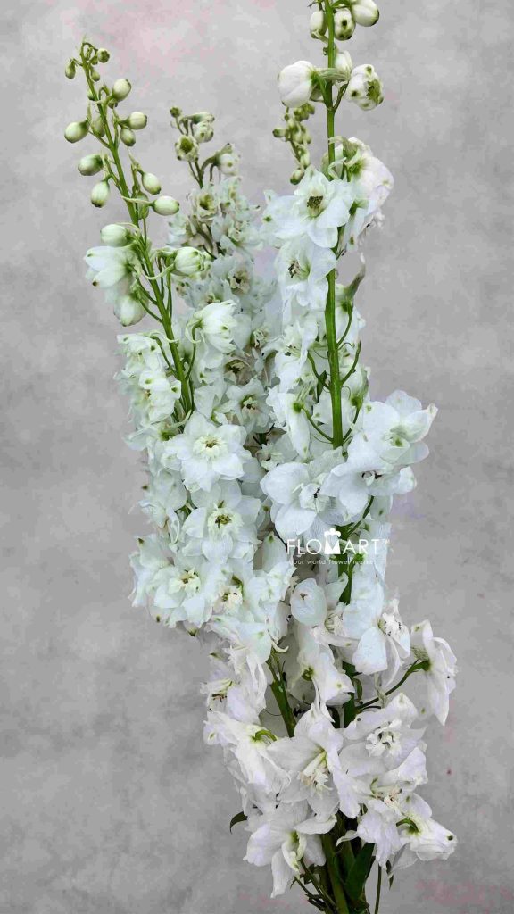 Delphinium el Magic Fountains White
