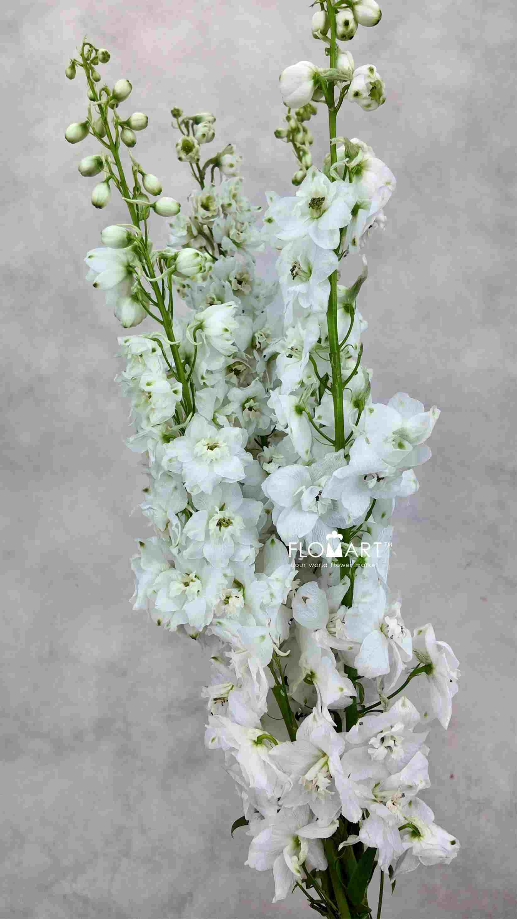 Delphinium el Magic Fountains White - Image 1