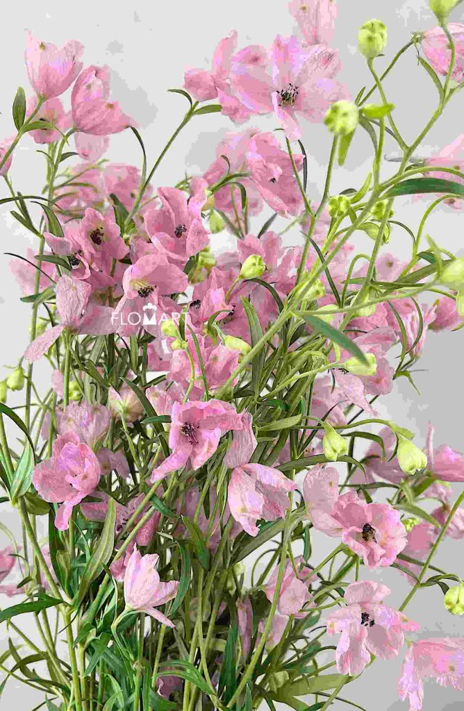 Delphinium Sakura Otome