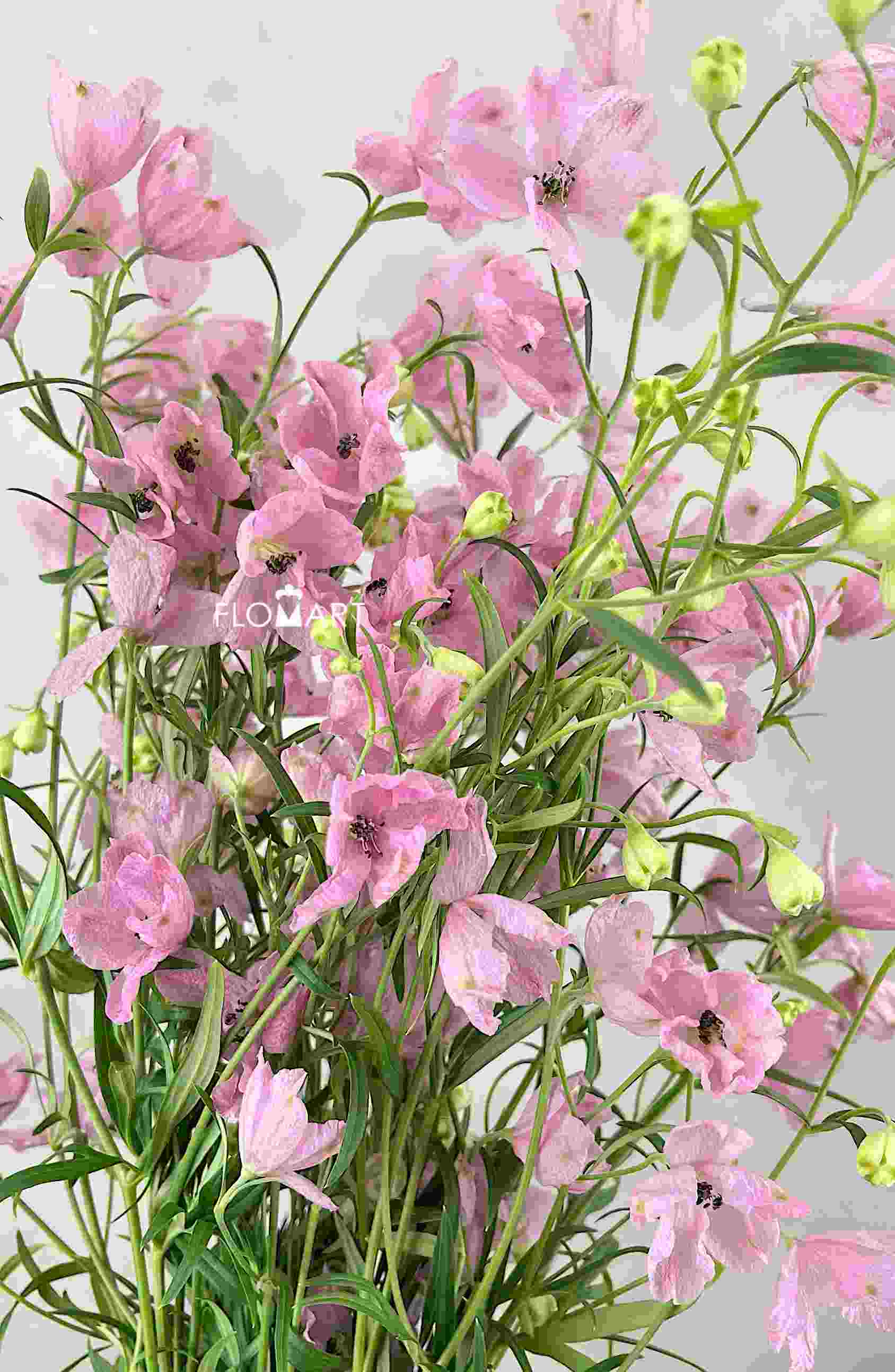 Delphinium Sakura Otome - Image 1