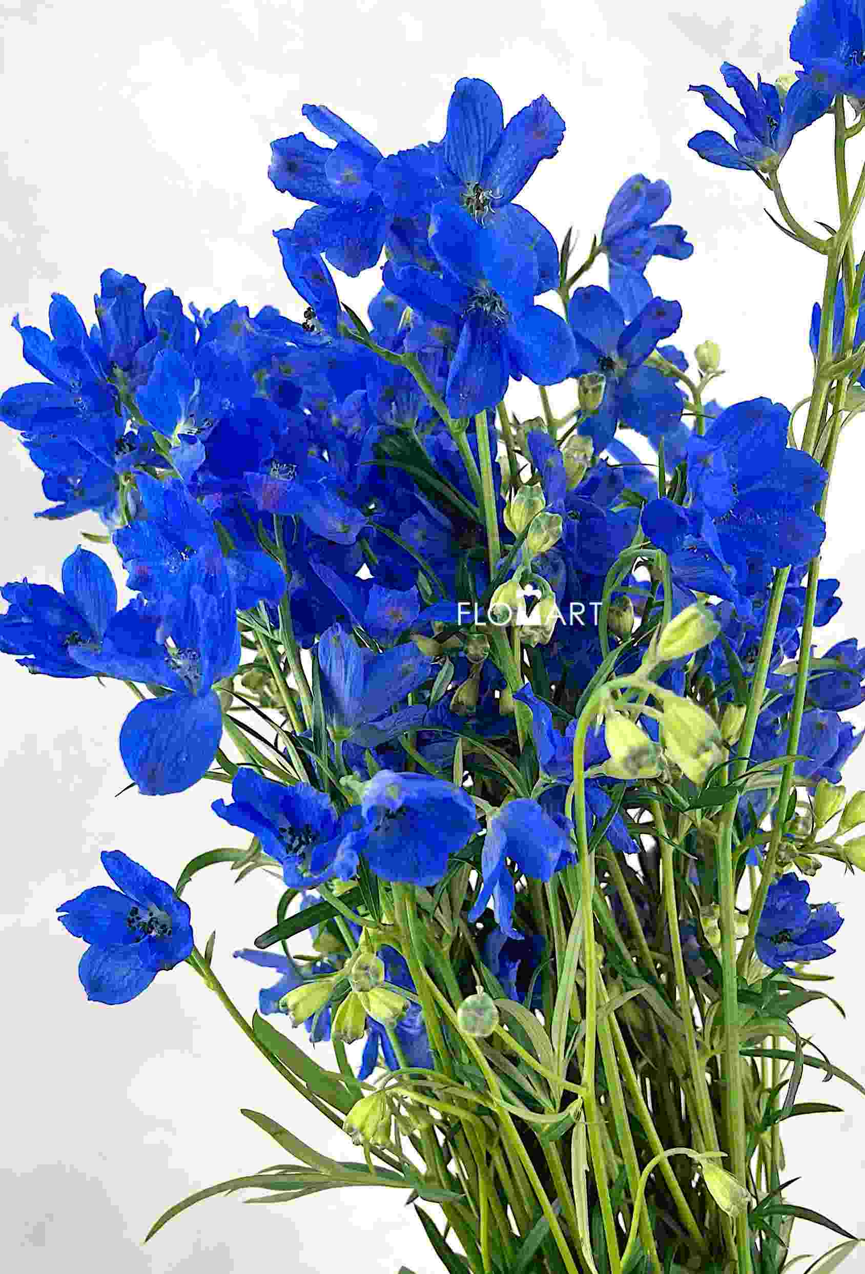 Delphinium Super Grand Blue - Image 1