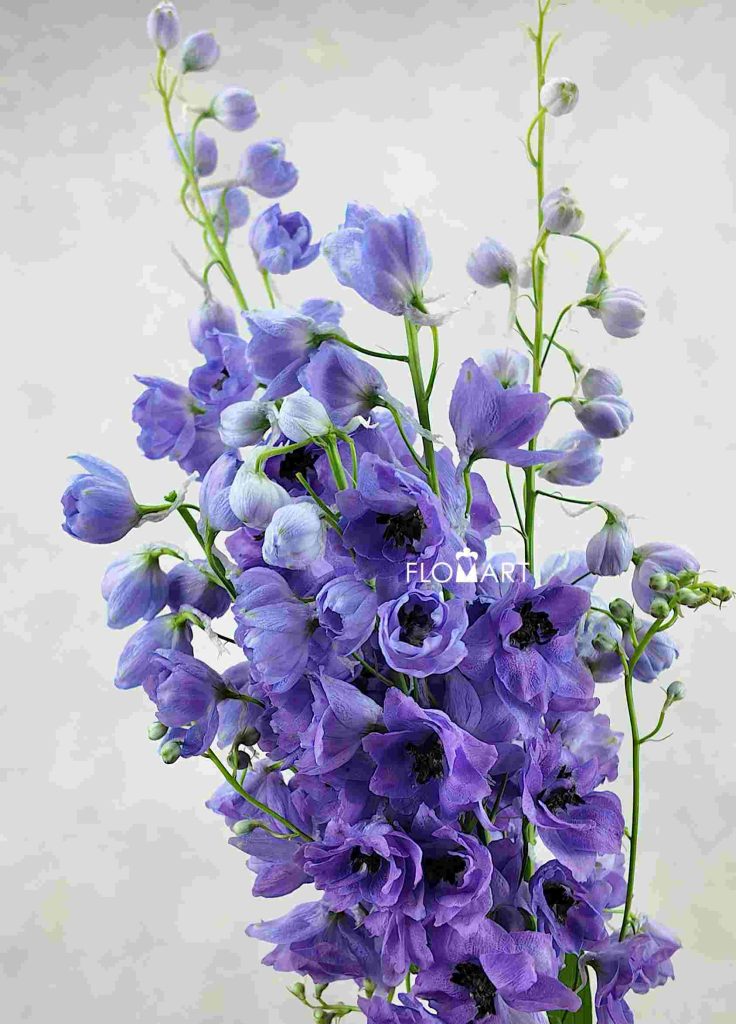 Delphinium du Dewi Purple Smile