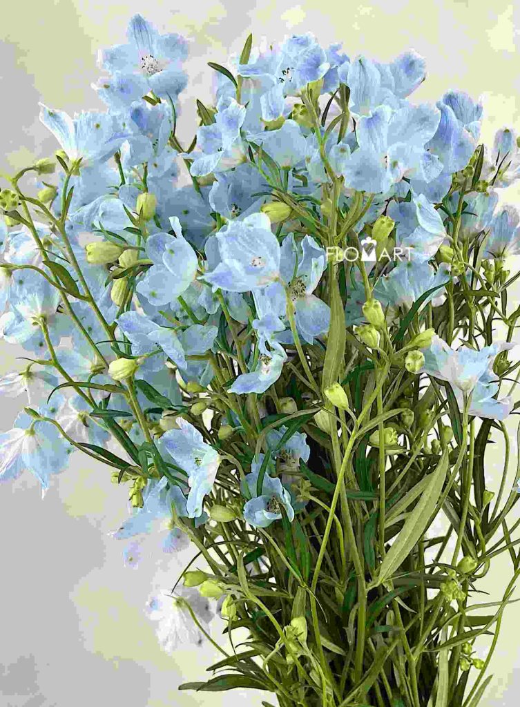 Delphinium Super Chiffon Blue