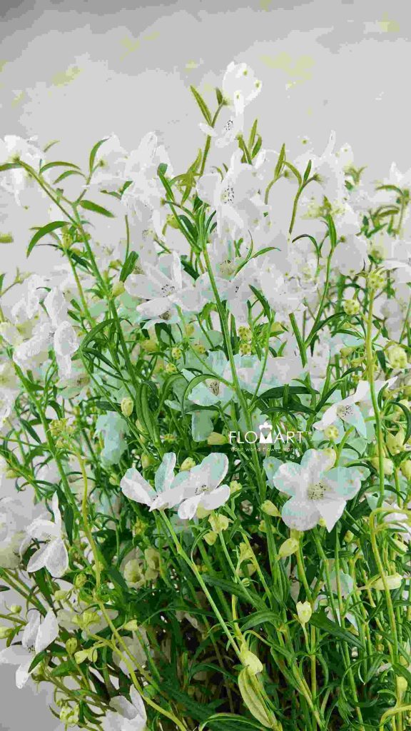 Delphinium Super Silky White
