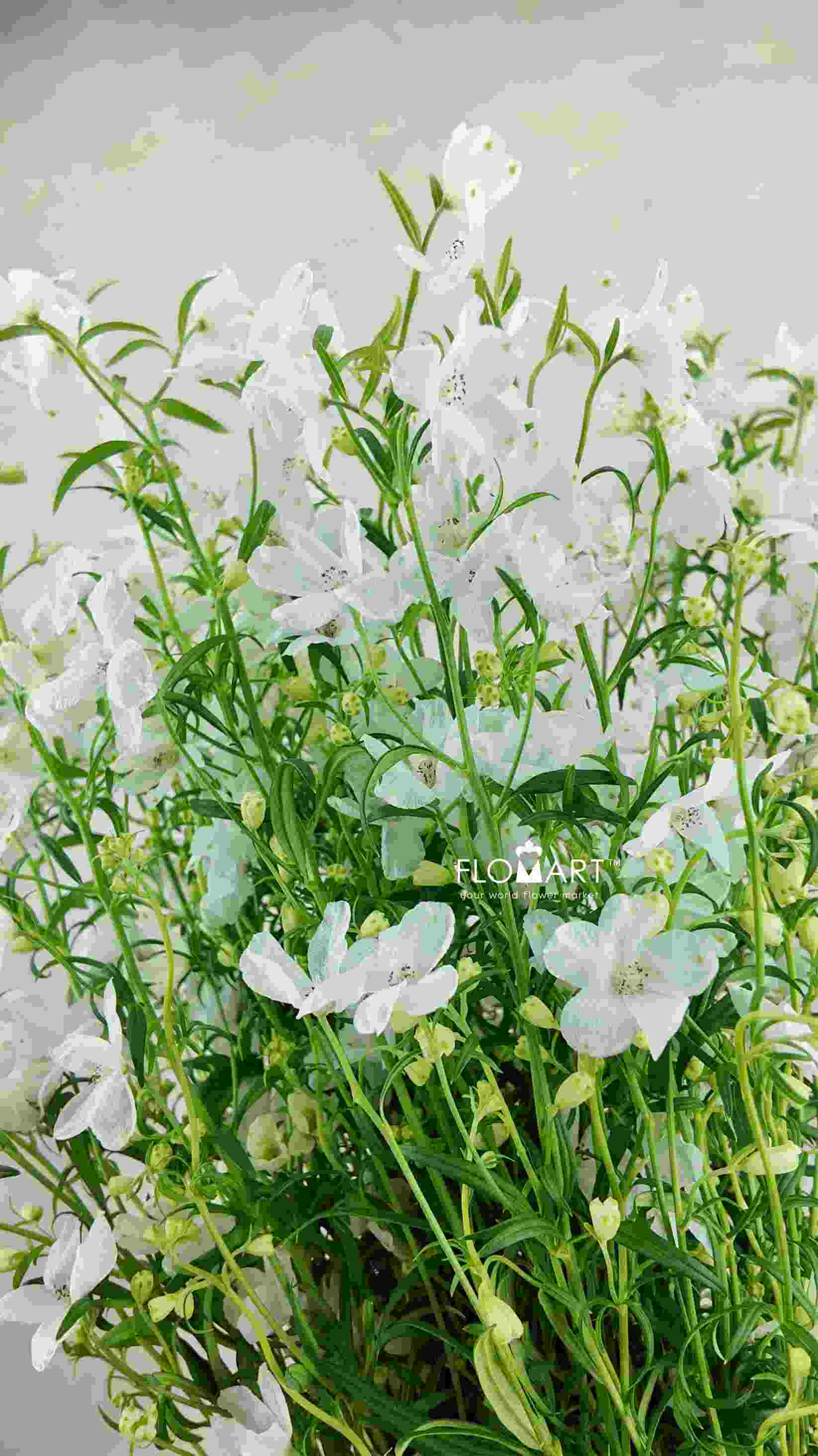 Delphinium Super Silky White - Image 1