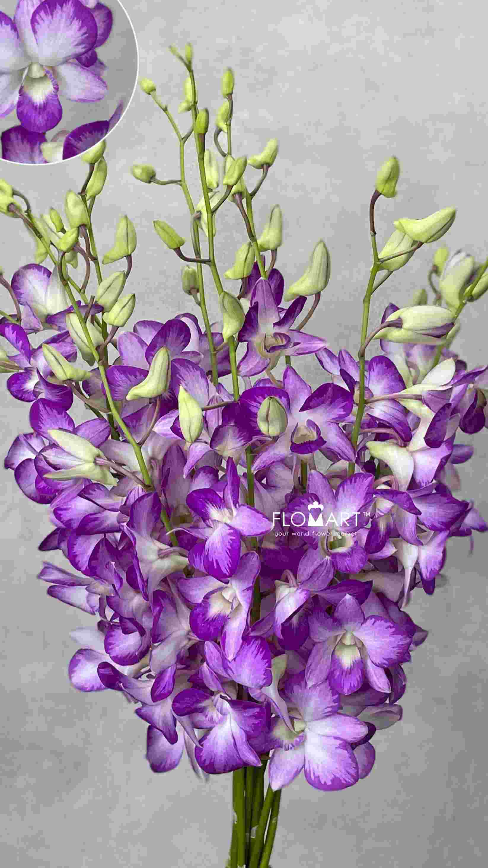 Dendrobium King Dragon - Image 1