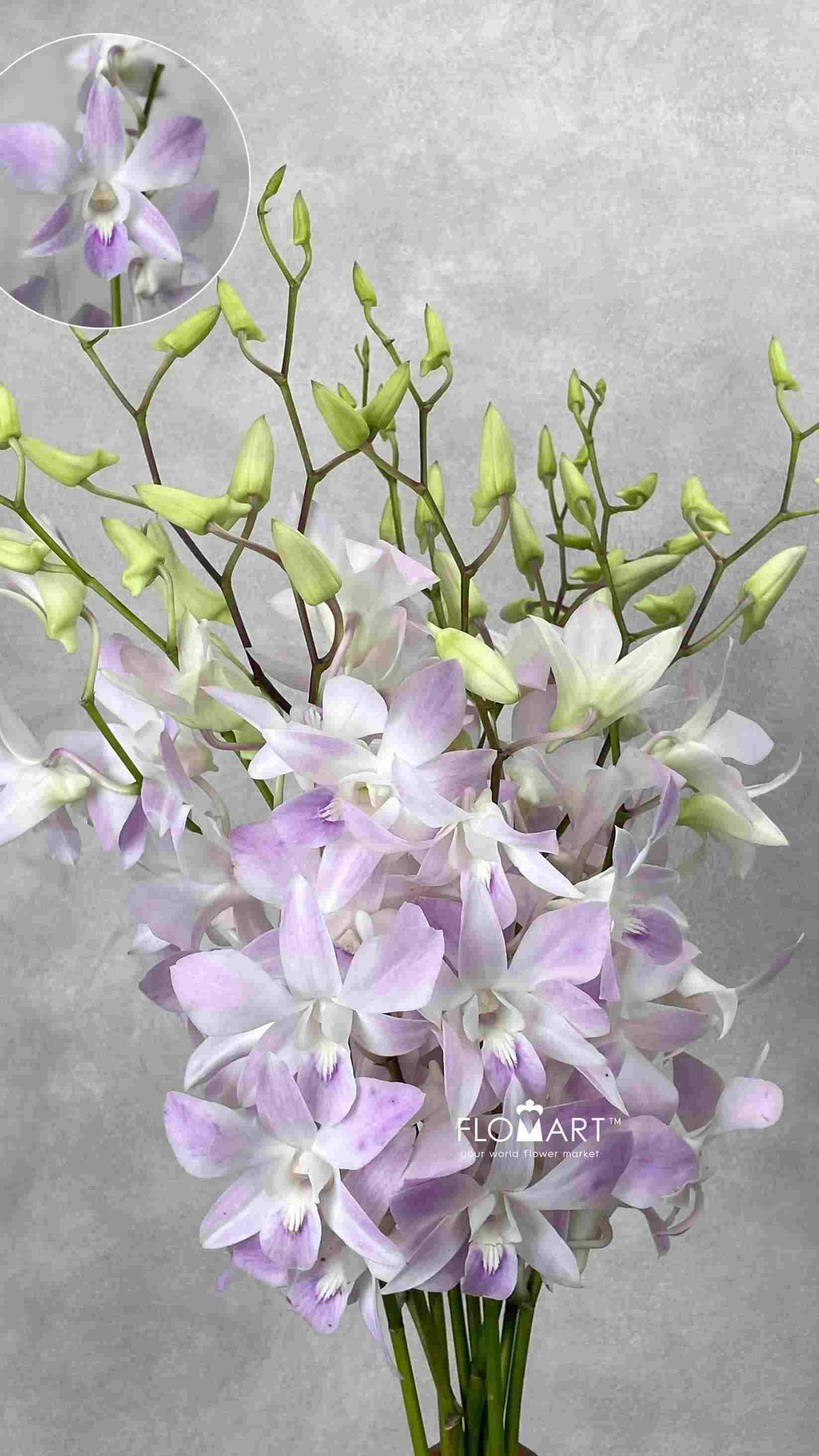 Dendrobium Miss Teen - Image 1