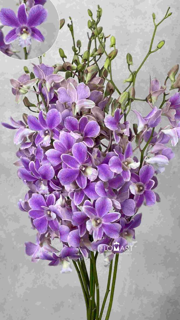 Dendrobium Pink Promote