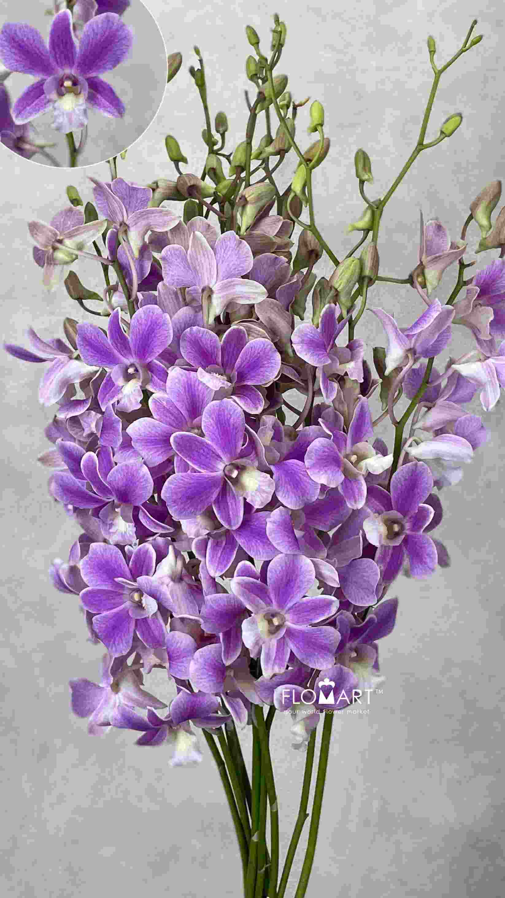 Dendrobium Pink Promote - Image 1