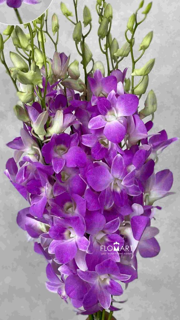 Dendrobium Sakura Big