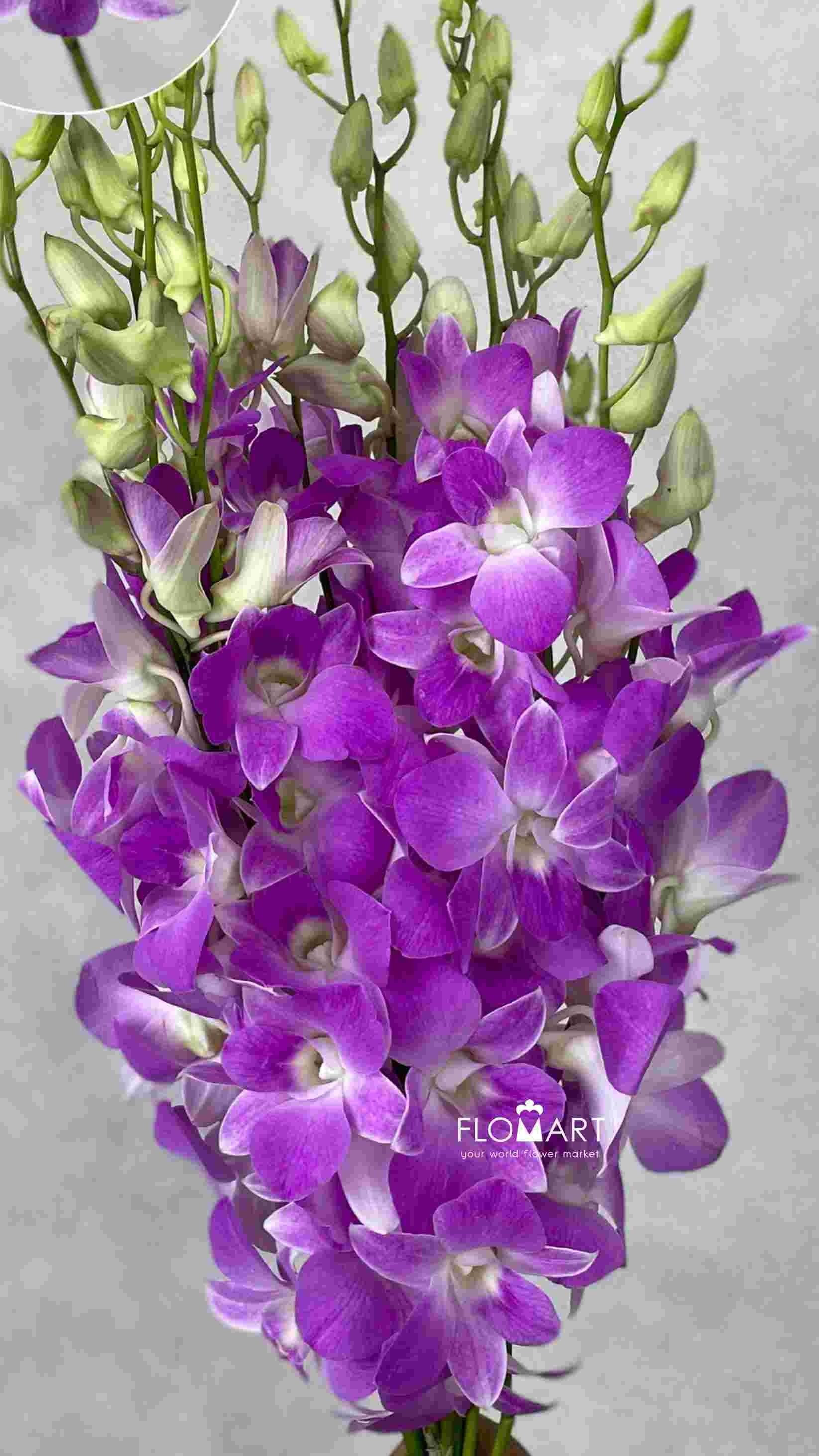 Dendrobium Sakura Big - Image 1