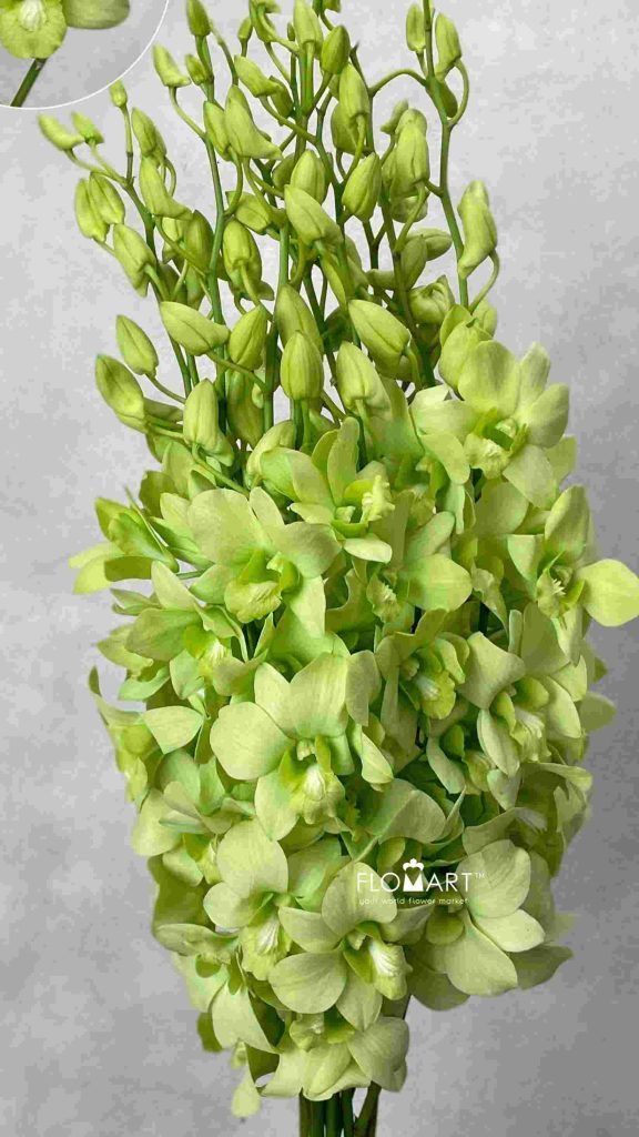 Denndrobium Green White