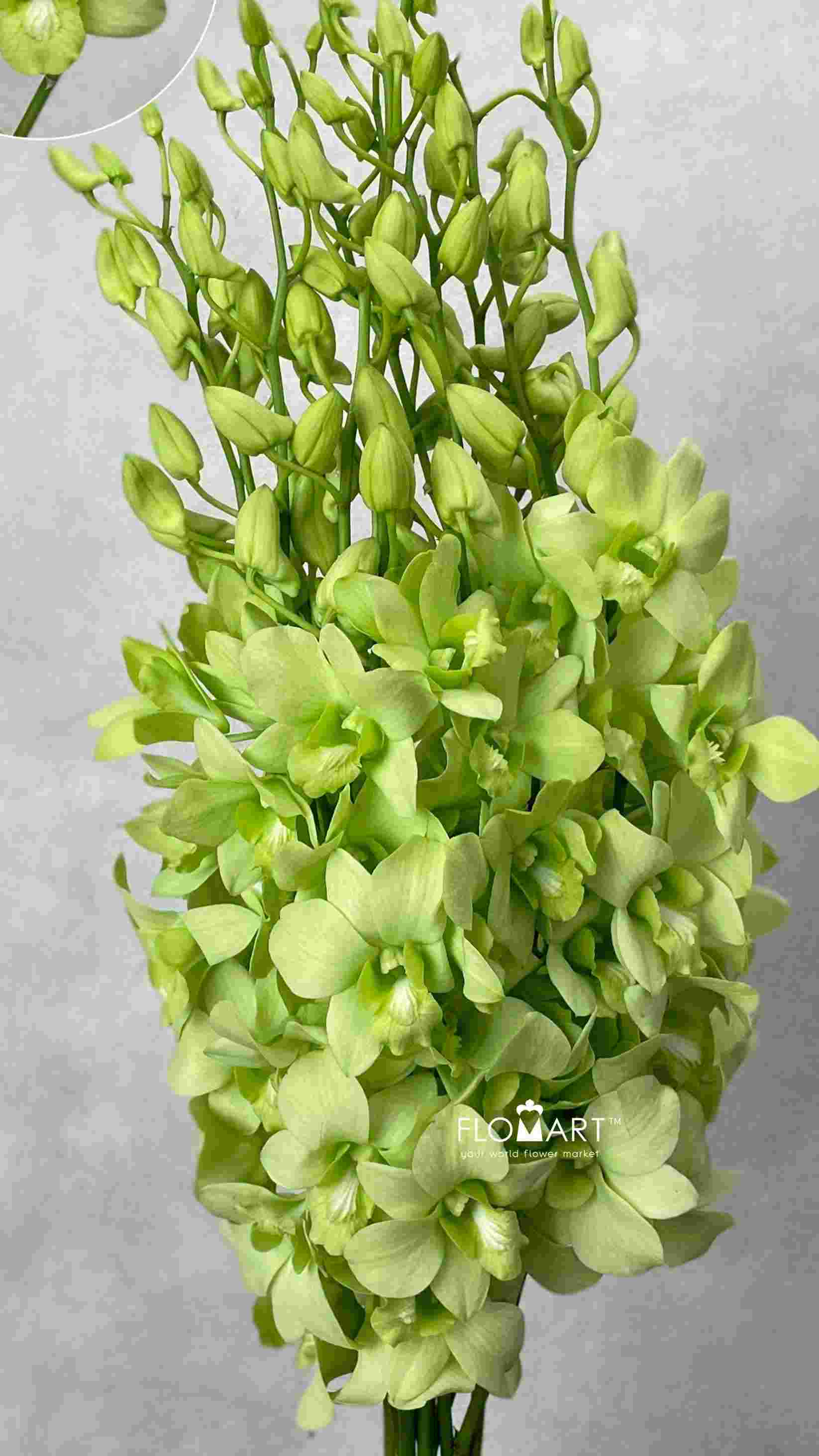 Denndrobium Green White - Image 1
