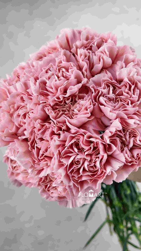 Dianthus st Aisha
