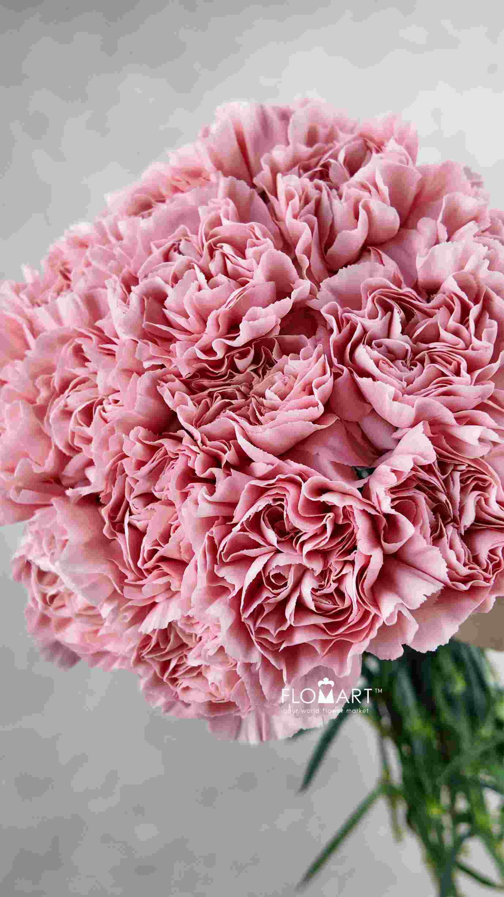 Dianthus st Aisha - Image 1