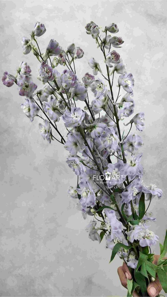 Delphinium du el Dewi Flaming