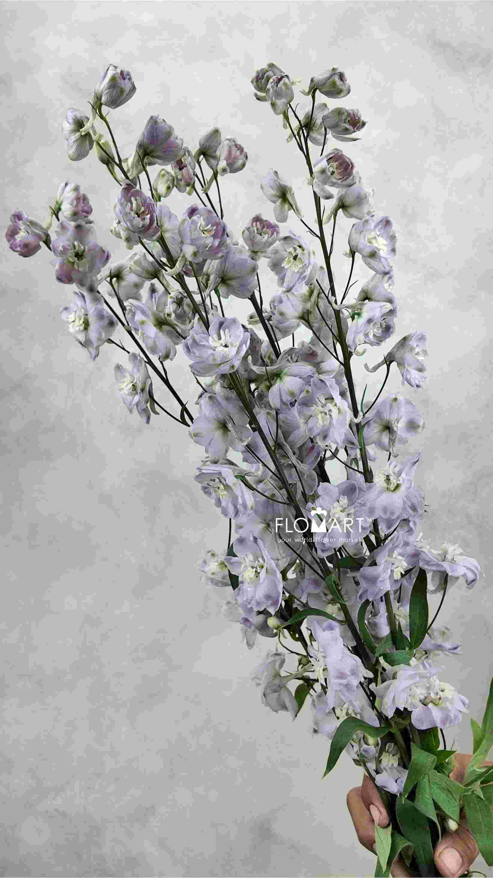 Delphinium du el Dewi Flaming - Image 1