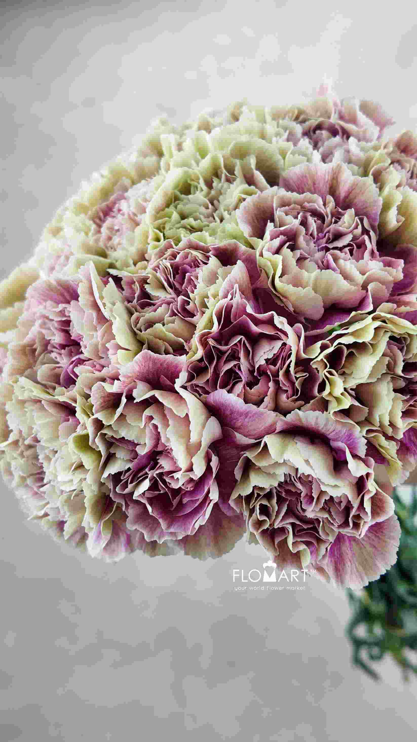 Dianthus st Antigua - Image 1