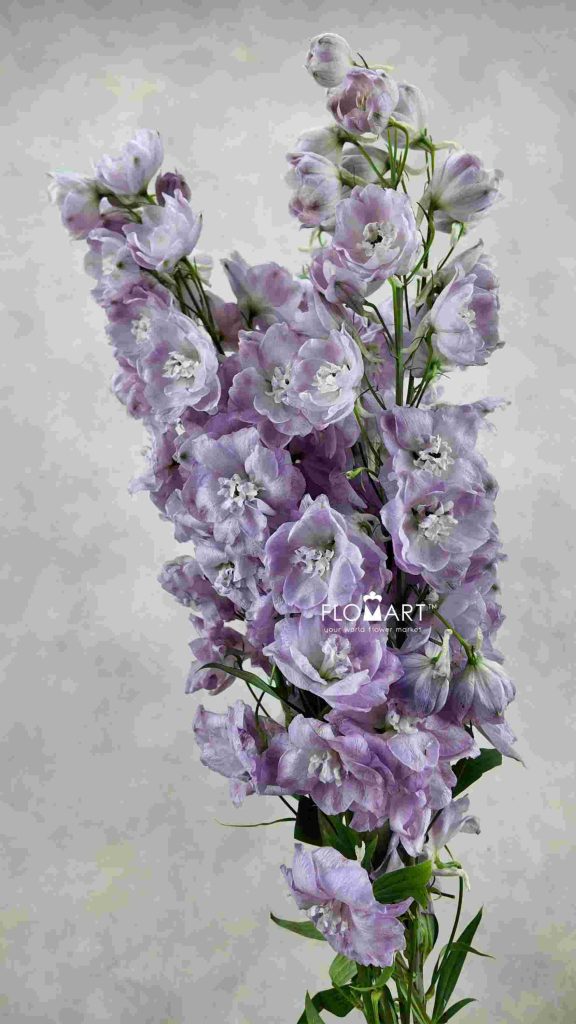 Delphinium du Hercules