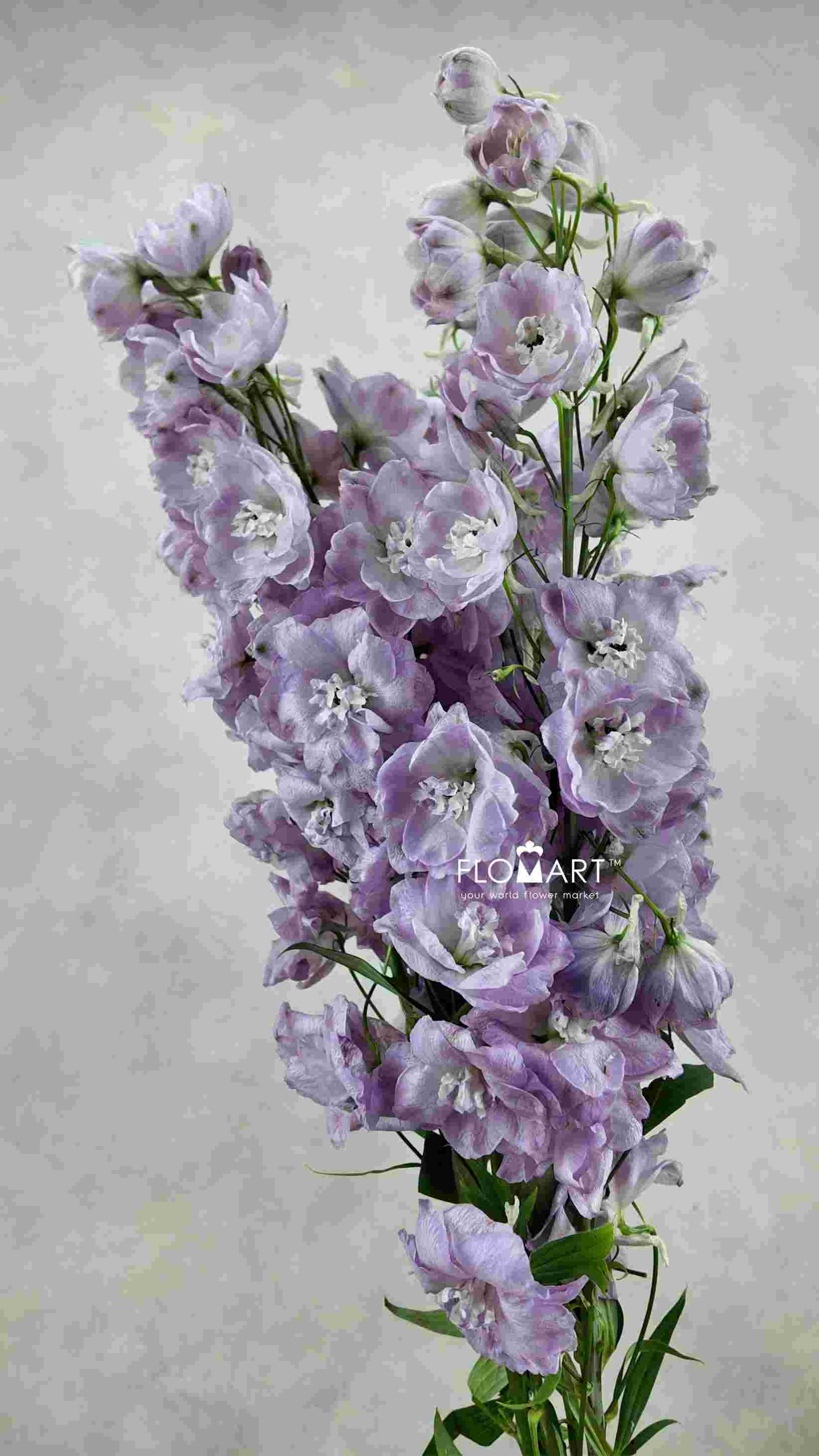 Delphinium du Hercules - Image 1