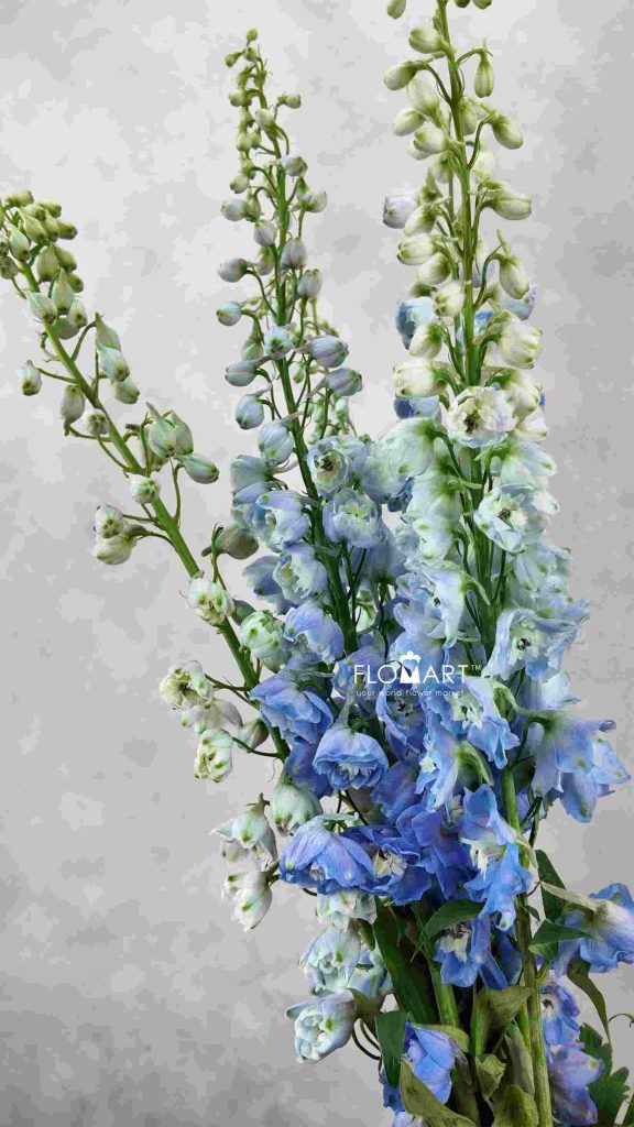 Delphinium du Magic Skyblue Whitebee