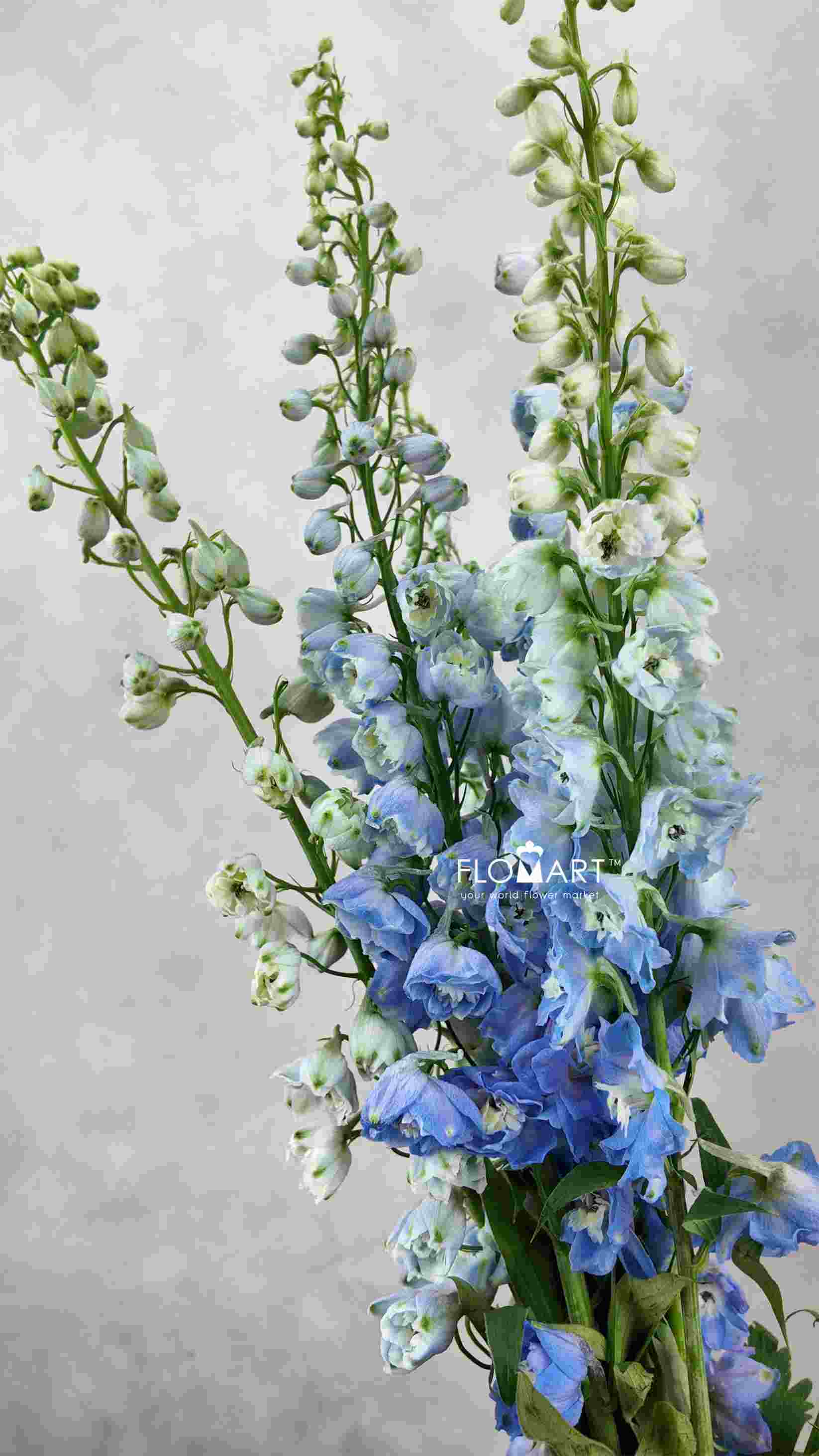 Delphinium du Magic Skyblue Whitebee - Image 1