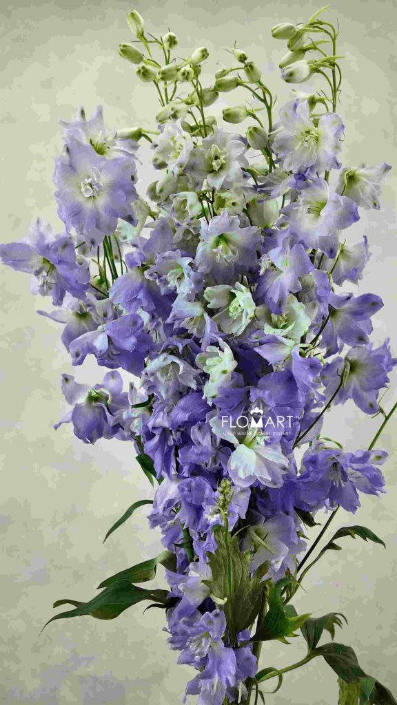Delphinium el Aurora Lavender